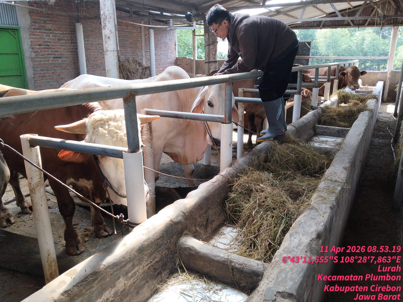 Pelayanan Kesehatan Hewan Pengobatan Sapi dan Domba