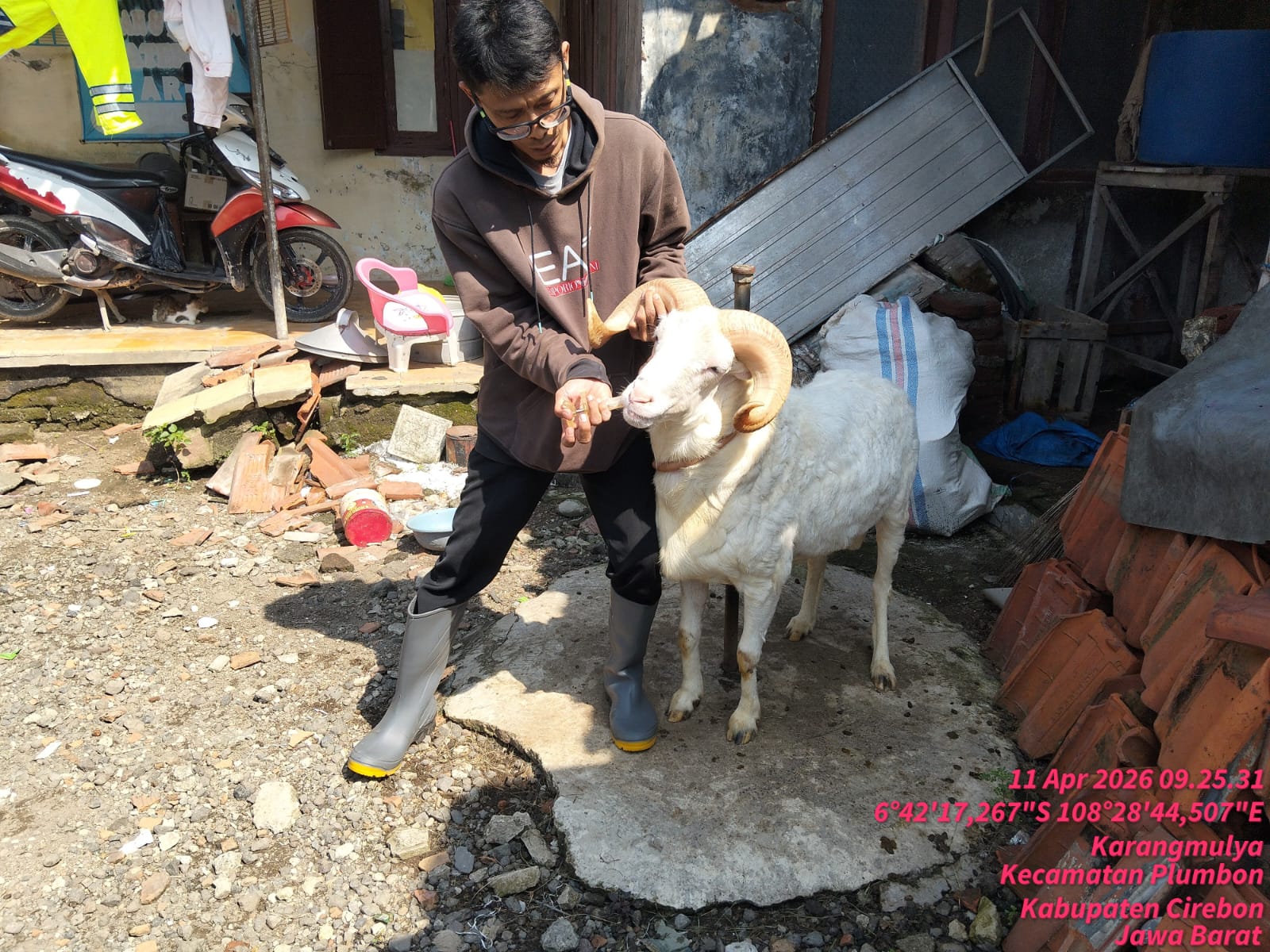 Pelayanan Kesehatan Hewan Pengobatan Sapi dan Domba