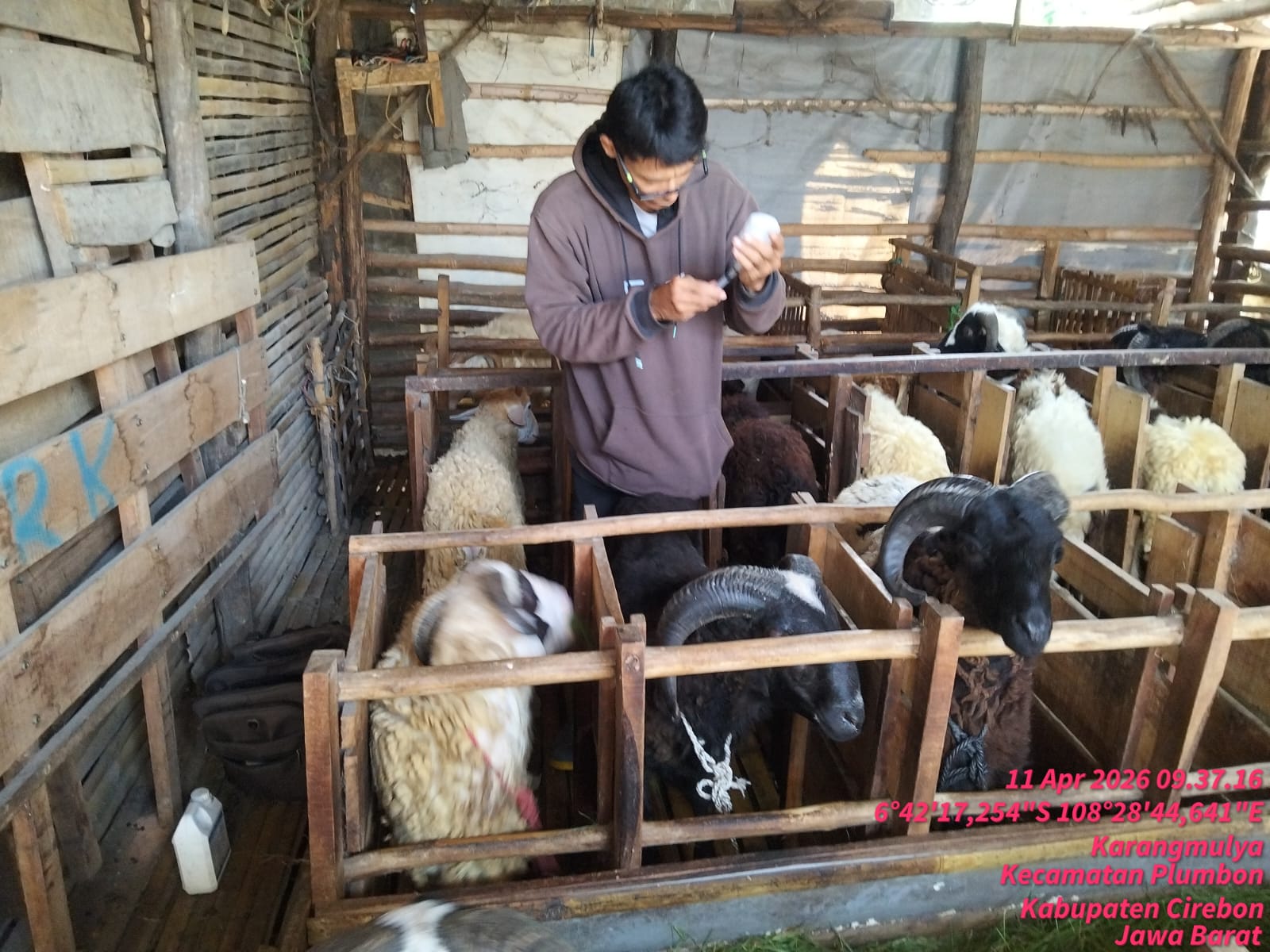 Pelayanan Kesehatan Hewan Pengobatan Sapi dan Domba