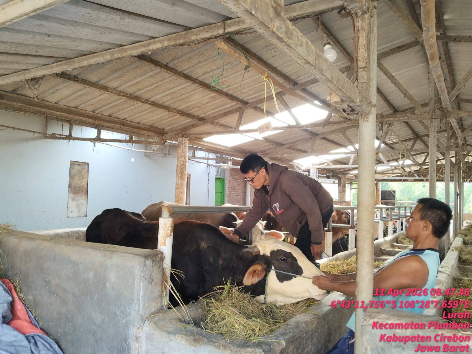 Pelayanan Kesehatan Hewan Pengobatan Sapi dan Domba