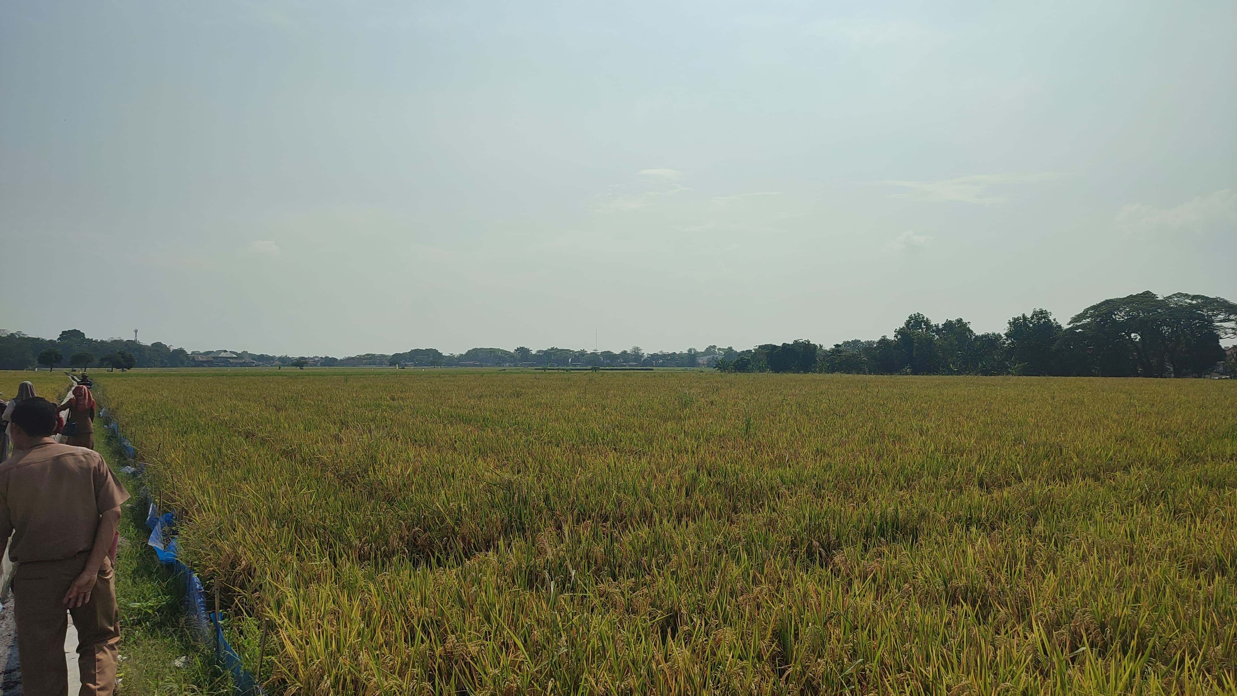 Dinas Pertanian Cirebon Dampingi Petani Saat Panen Raya Mendukung Swasembada Pangan,