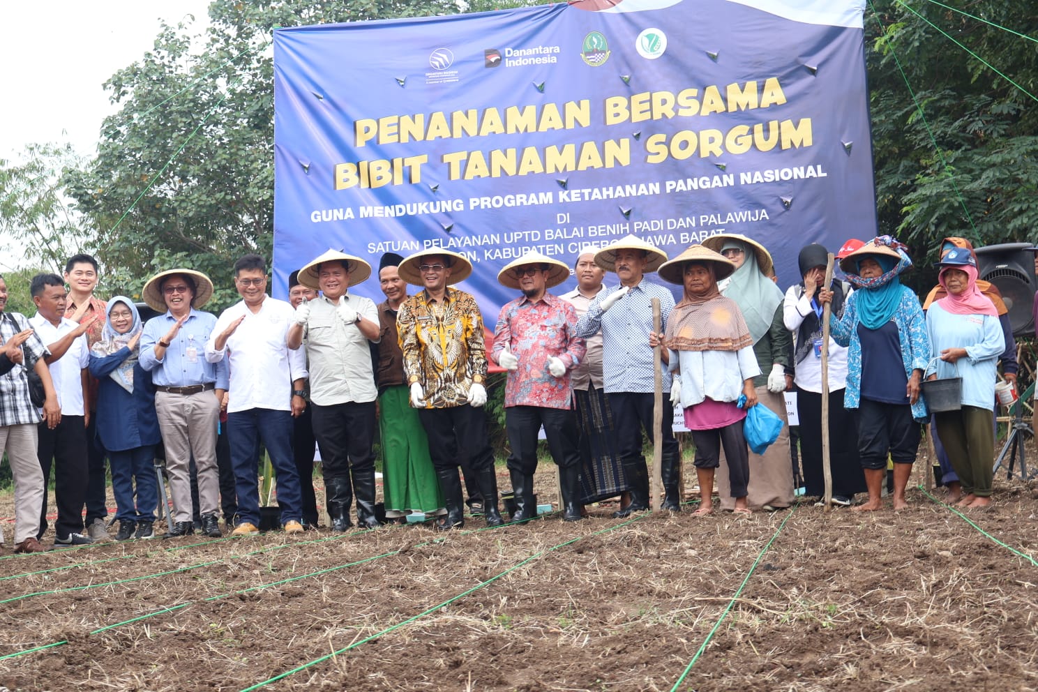 Penanaman Bersama Bibit Tanaman Sorgum