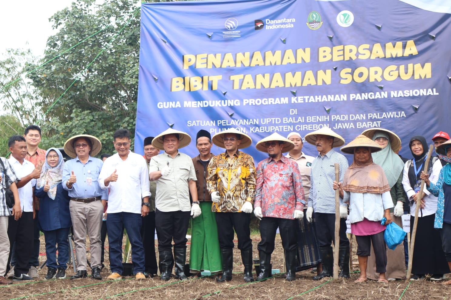 Penanaman Bersama Bibit Tanaman Sorgum