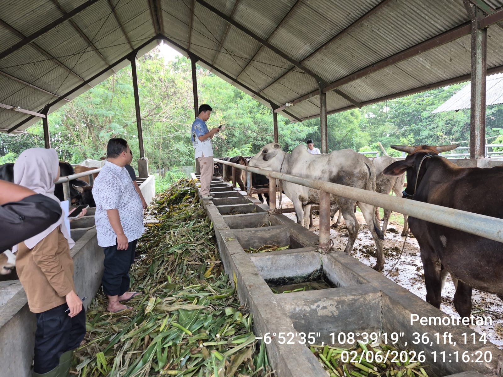 Kegiatan Dokumentasi Ternak Sapi Aset Persediaan