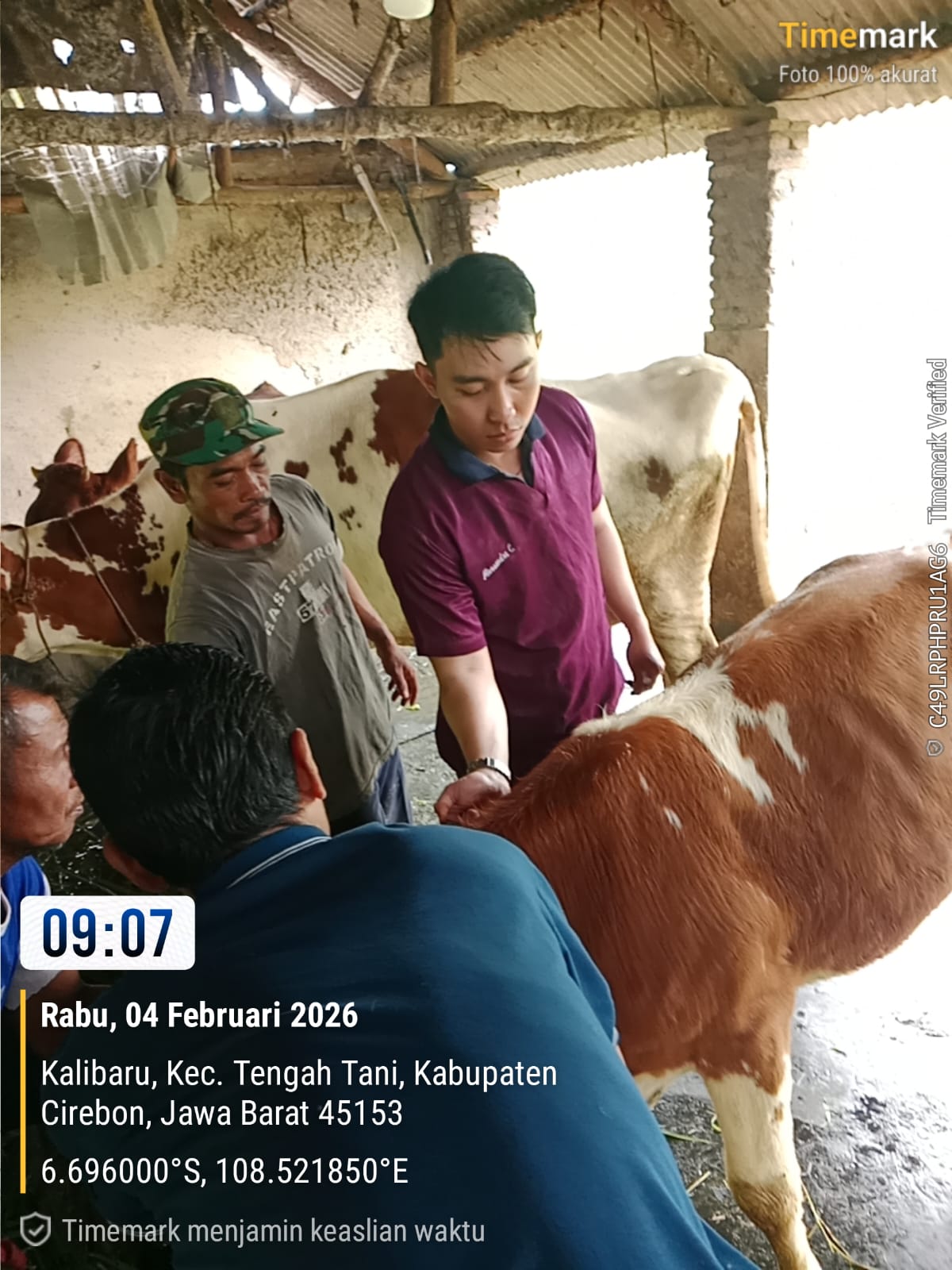 VAKSINASI HEWAN DI UPTD PUSKESWAN TENGAH TANI