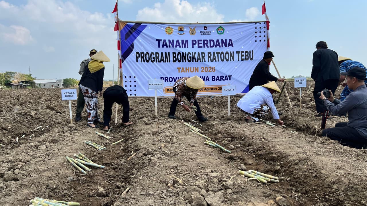 TANAM PERDANA PROGRAM BONGKAR RATOON TEBU TAHUN 2026
