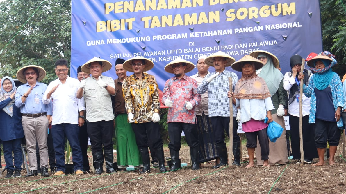 Penanaman Bersama Bibit Tanaman Sorgum