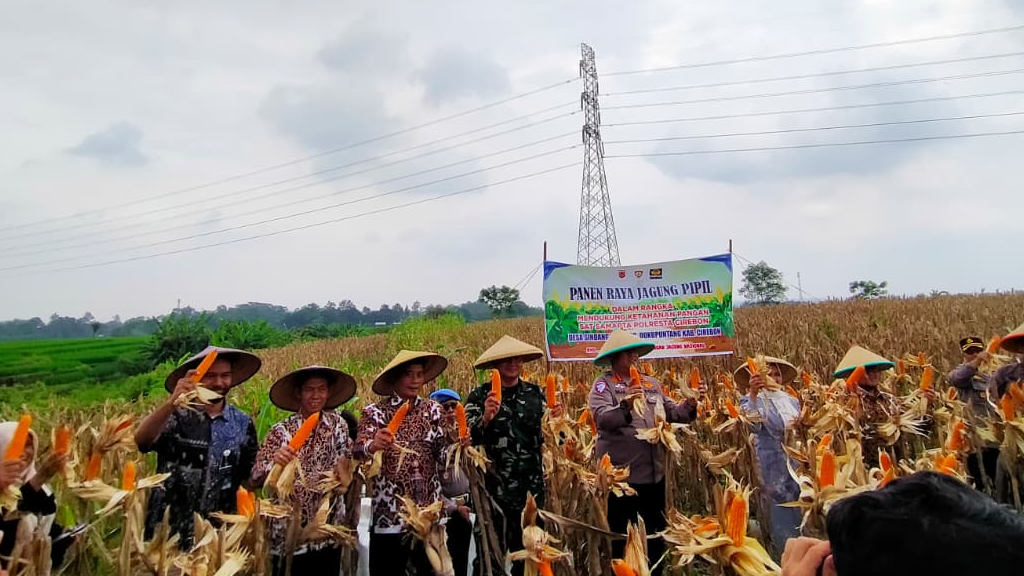 Panen Raya Jagung Pipil dalam rangka mendukung ketahanan pangan