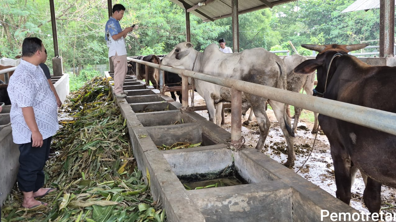Kegiatan Dokumentasi Ternak Sapi Aset Persediaan
