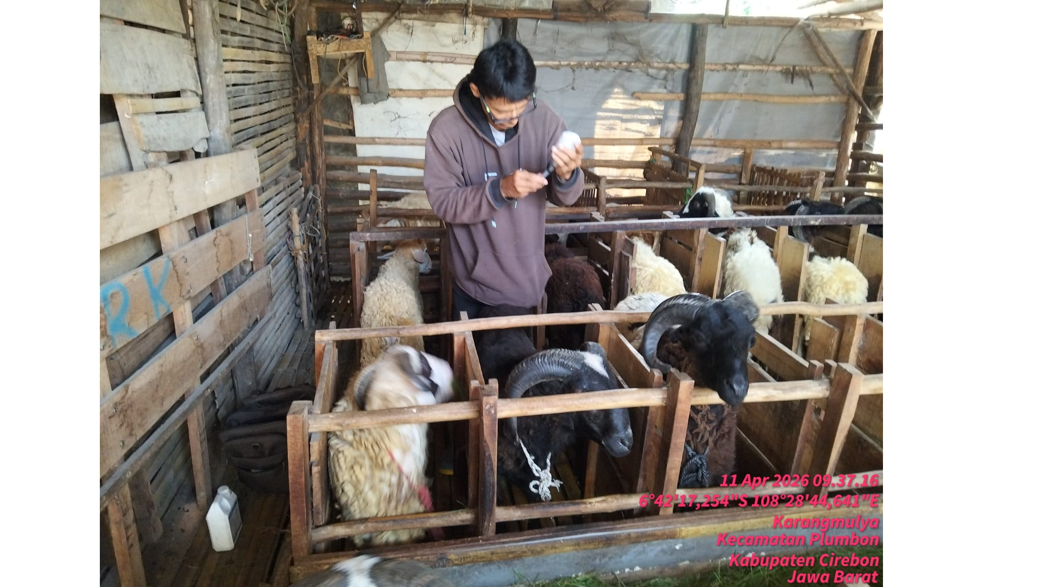 Pelayanan Kesehatan Hewan Pengobatan Sapi dan Domba